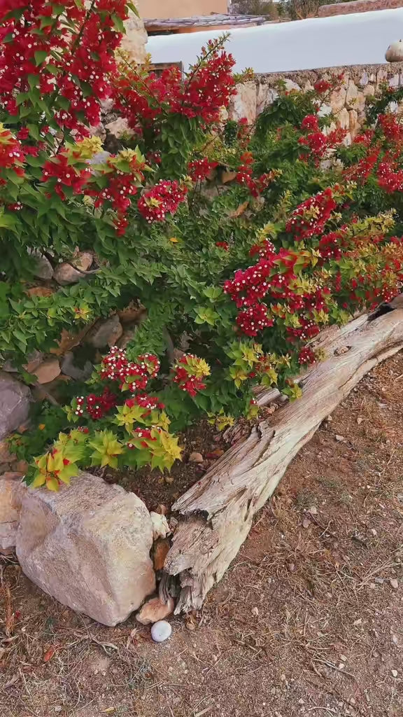 IBIZA FLOWER🌸