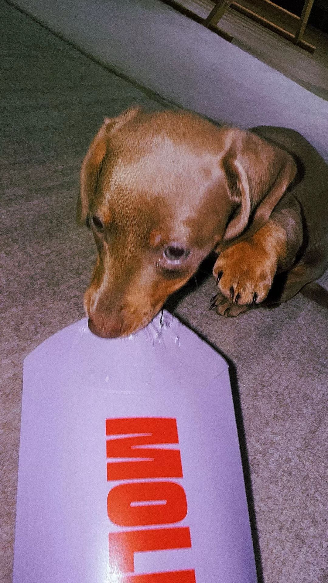 MOLD INSTRUCTIONS by THE LILA LOBSTER